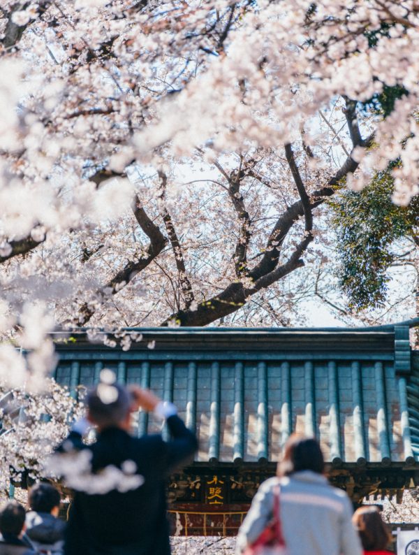 Ueno, the place to go to sense the four seasons through cherry blossoms, plum blossoms, cultural events and more.